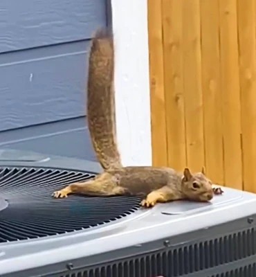 heating and cooling tune up